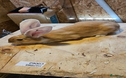 Continental Giant rabbits for sale: Continental Giants Merle - Image 14
