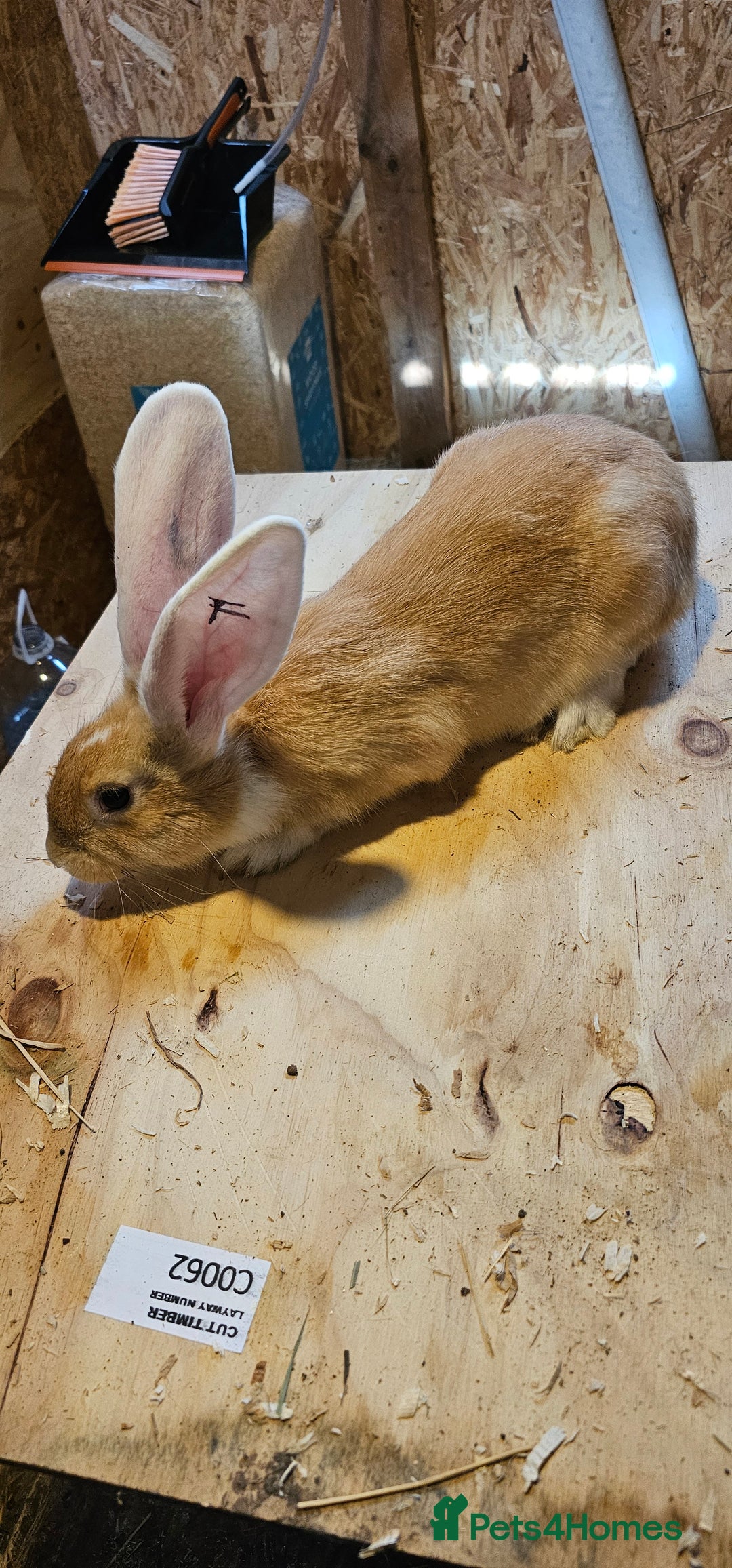 Continental Giant rabbits for sale: Continental Giants Merle - Image 14