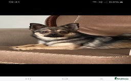 Mixed Breed dogs for sale: Ruby & Rolo looking for their forever loving home. - Image 2