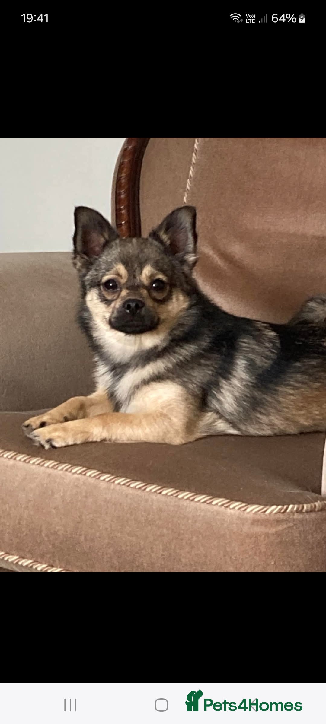 Mixed Breed dogs for sale: Ruby & Rolo looking for their forever loving home. - Image 2