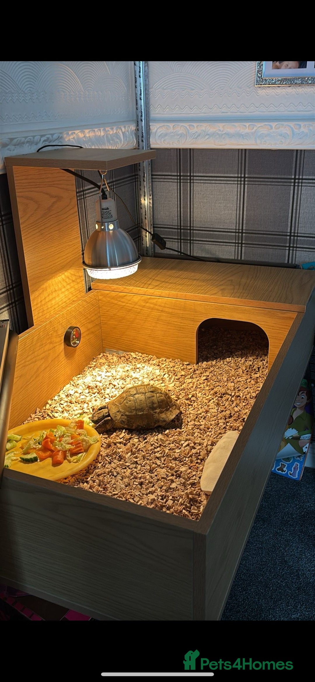 Tortoise reptiles for sale: Male tortoise - Image 4