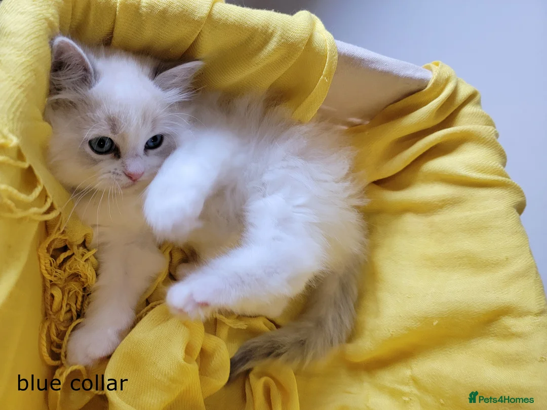 Ragdoll cats for sale: 😸Fully GCCF Certified Pedigree Ragdoll kittens💕 - Advert 16