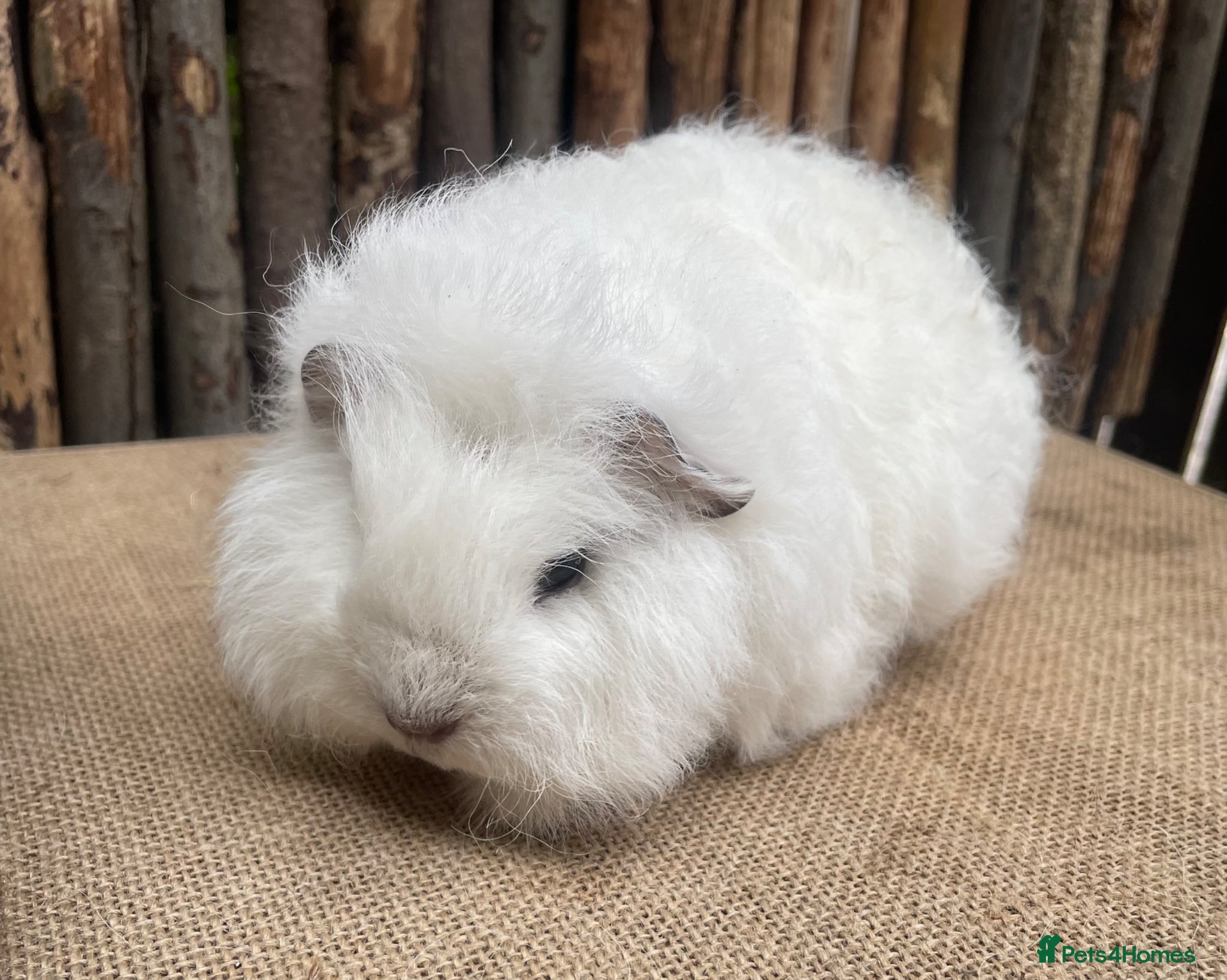 Guinea Pig rodents Baby swiss sows - Advert 1