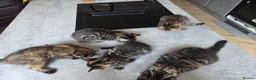 Mixed Breed cats for sale: 🐾 Beautiful Tabby Kittens Ready to Melt You Heart - Advert 19