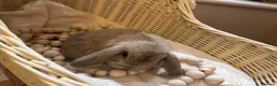 Mini Lop rabbits for sale: Pure Breed Mini Lop Butterfly new born bunnies  in Aberdare - Advert 12