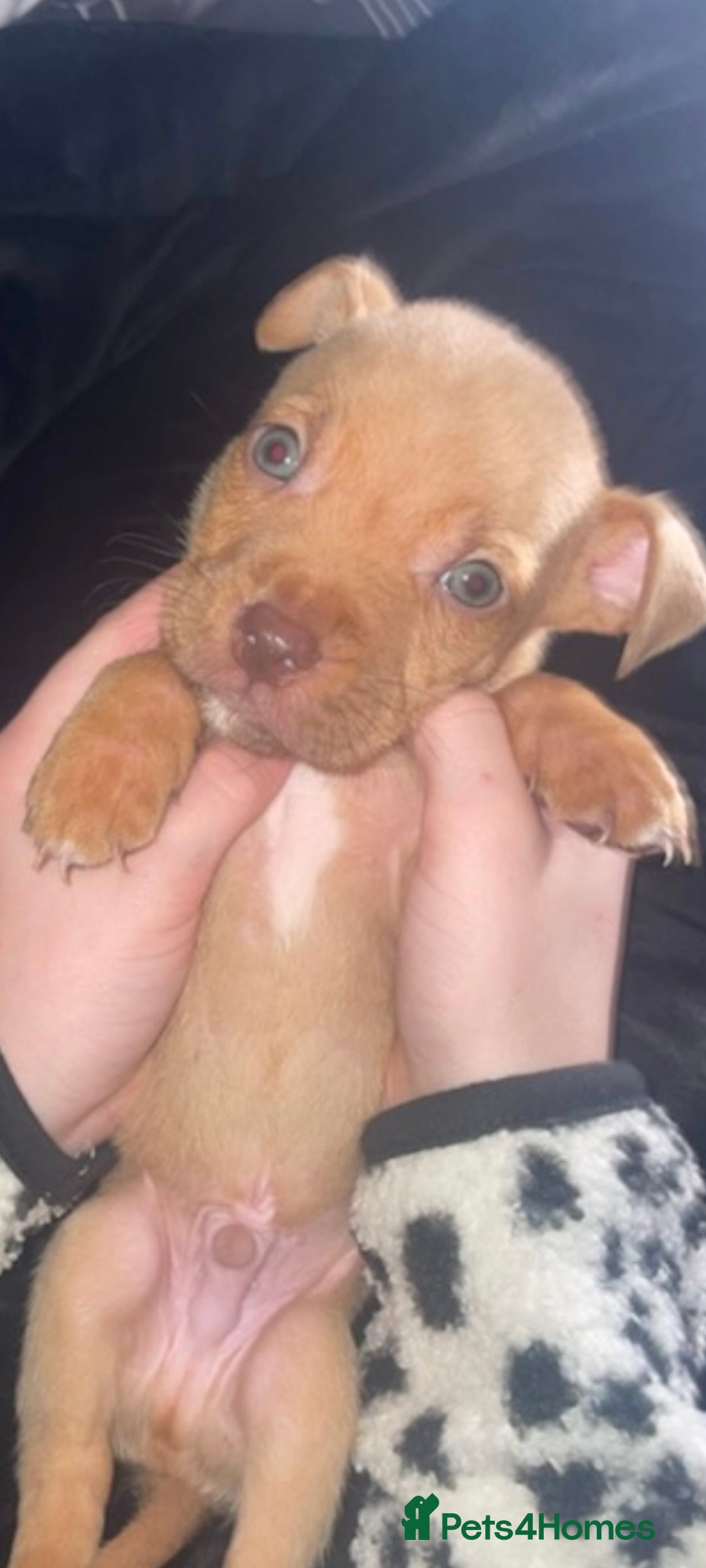 Mixed Breed dogs for sale: Siberian Husky x Pocket Bully  - Image 7