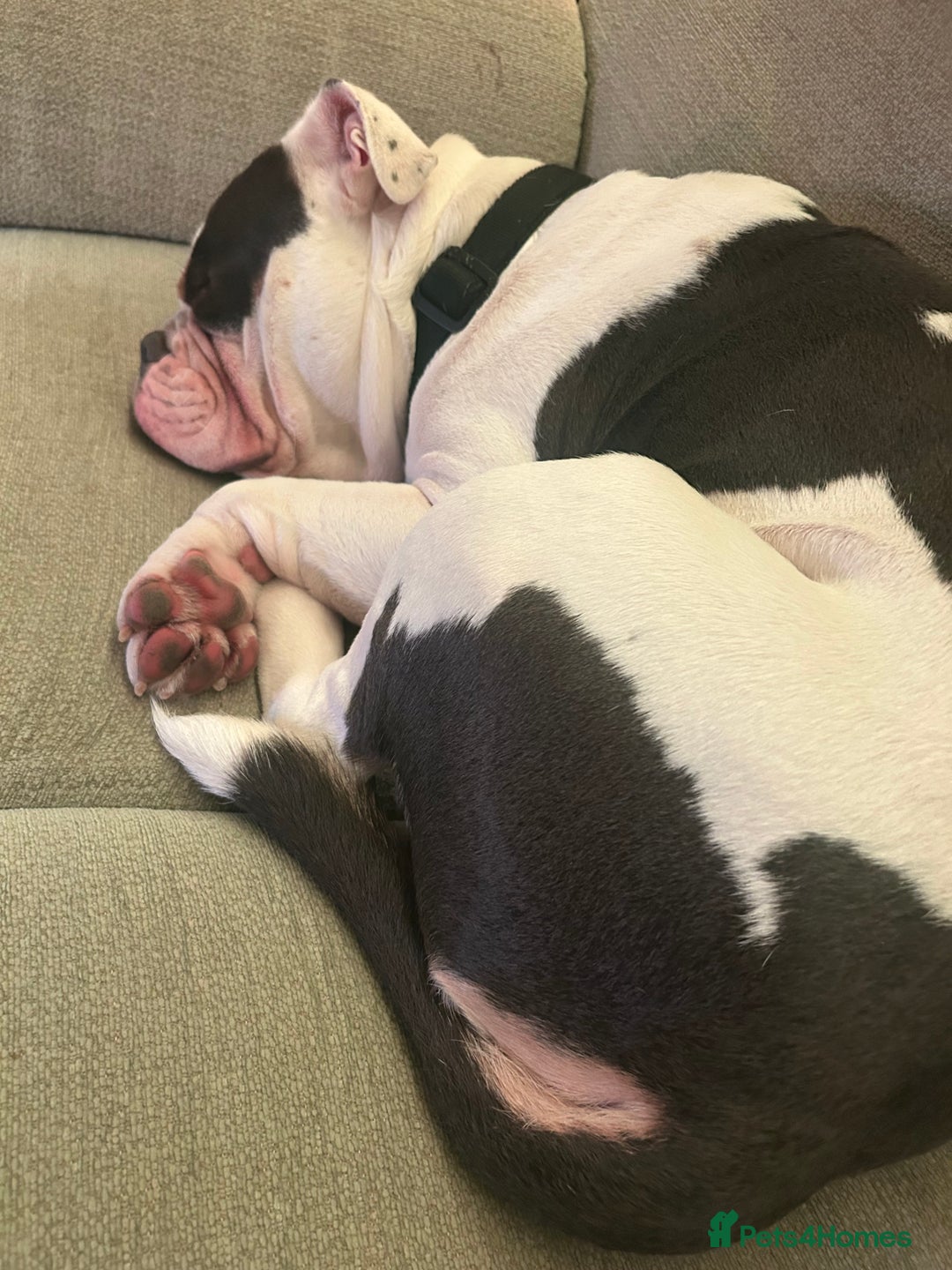 Olde English Bulldogge dogs for sale: Olde English Bulldog - Advert 1