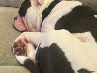 Olde English Bulldogge dogs Olde English Bulldog - Advert 18