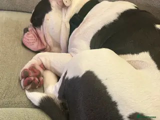 Olde English Bulldogge dogs Olde English Bulldog - Advert 5