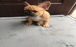 French Bulldog dogs for sale:  French bulldogs from £850 to £1700 in Liverpool - Image 5