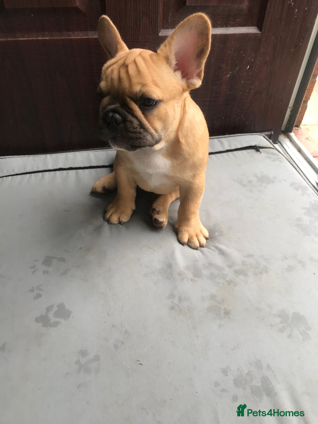 French Bulldog dogs for sale:  French bulldogs from £850 to £1700 in Liverpool - Image 5