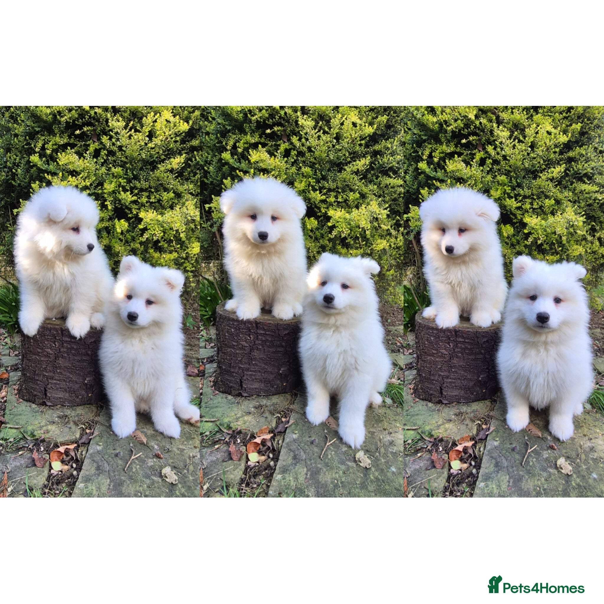 Samoyed dogs 2 Boys Left ready now ❤️ - Advert 1
