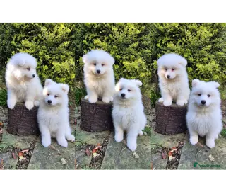 Samoyed dogs 2 Boys Left ready now ❤️ - Advert 2