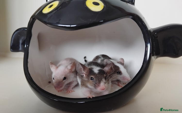 Mouse rodents - Advert 2