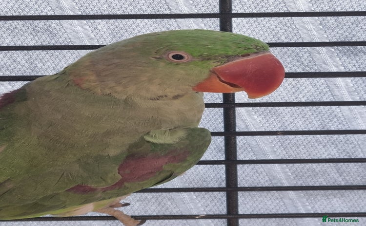 Parrots birds - Advert 1