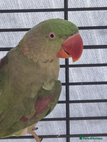 Parrots birds - Advert 16