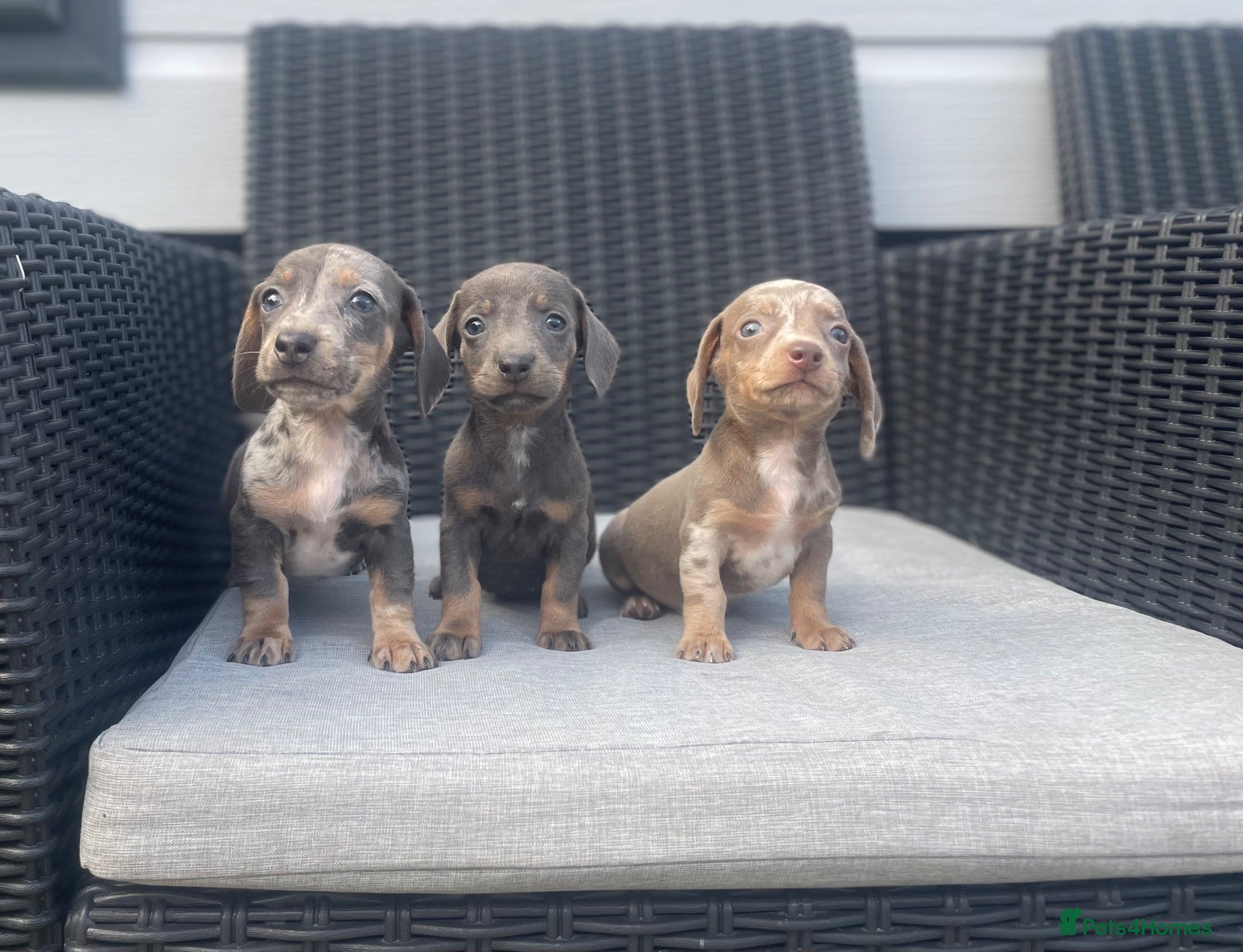 Miniature Dachshund dogs 💖💙beautiful Dachunds💖💙 - Advert 1