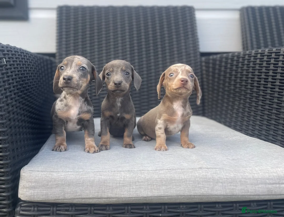 Miniature Dachshund dogs for sale: 💖💙beautiful Dachunds💖💙 - Advert 1
