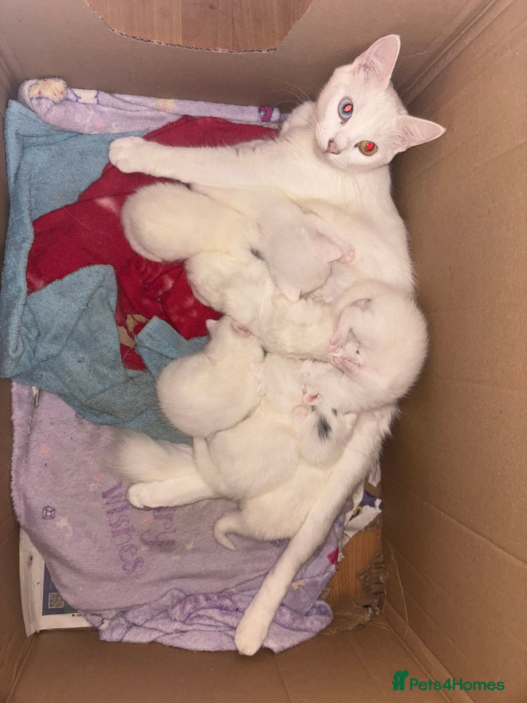Mixed Breed cats for sale: 7 white kittens READY ASAP - Advert 21
