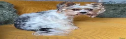Biewer Terrier dogs for sale: Biewer Terrier looking for forever loving home in Glasgow - Advert 5
