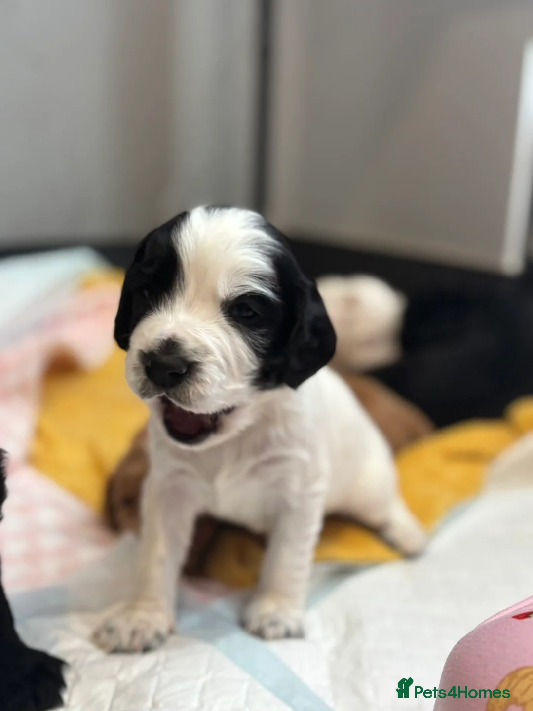 Cocker Spaniel dogs for sale: Working cocker spaniel puppies - Advert 13