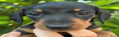 BLACK & TAN FEMALE 