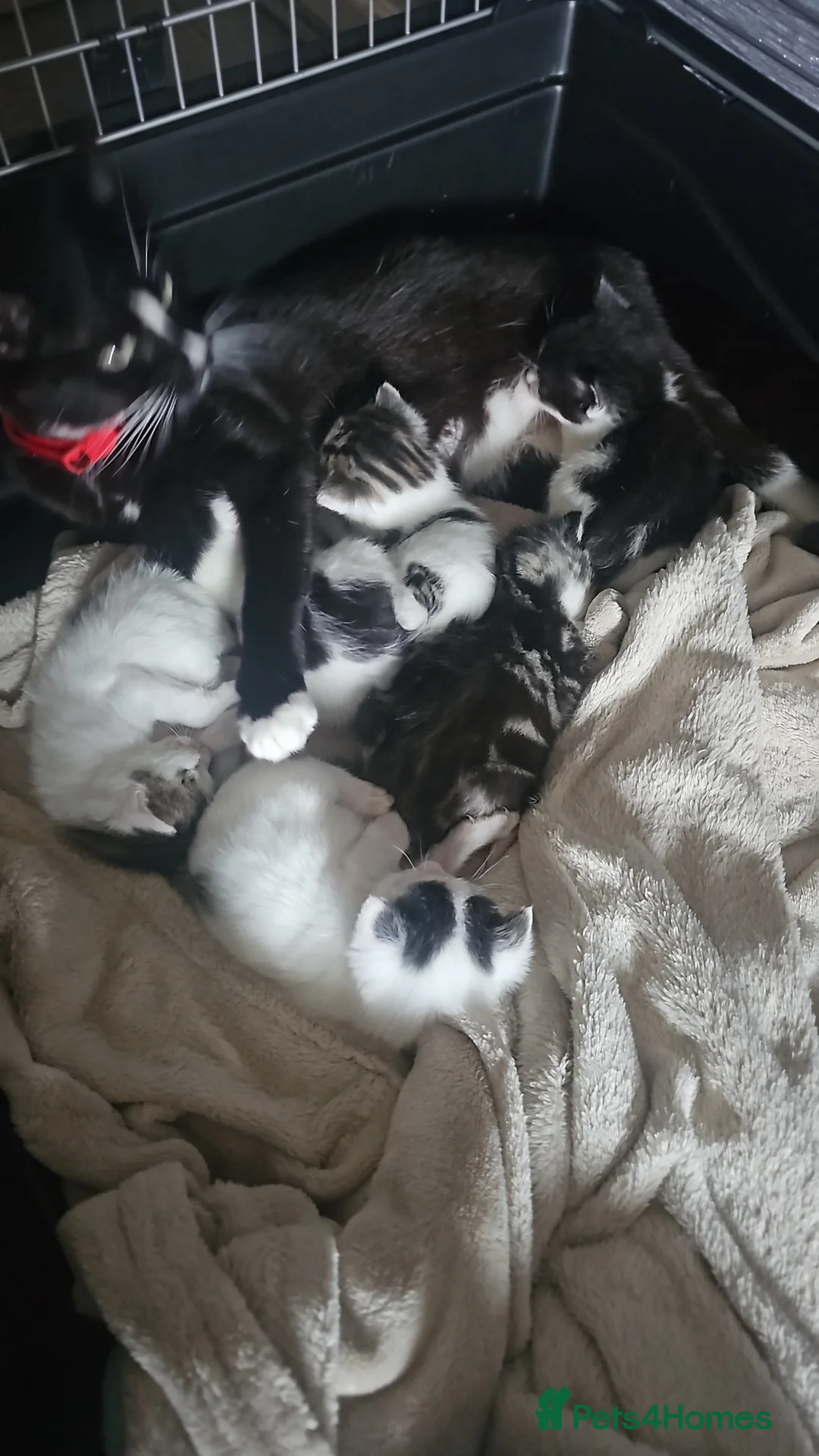 Domestic Shorthair cats for sale: 6 baby kitten looking for forever homes. - Advert 2