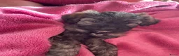 Shihpoo dogs for sale: READY SOON  in Louth - Advert 4