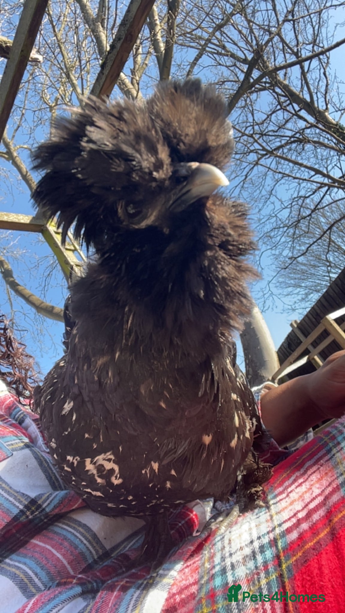 Chickens poultry Beautiful mixed breed hen for sale - Advert 1