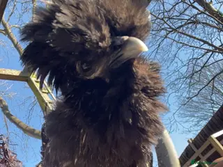 Chickens poultry Beautiful mixed breed hen for sale - Advert 1