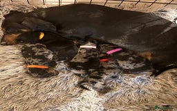 Mixed Breed dogs for sale: 5 gorgeous silver dapple dachshund cross puppies  - Image 11