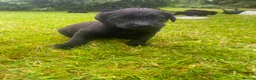 Labrador Retriever dogs for sale: KC registered Black Labrador Pups  - Advert 20