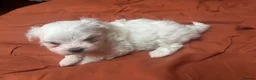 Maltese dogs for sale: Korean maltese puppy’s  - Advert 1