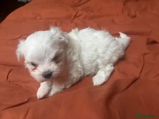 Maltese dogs Korean maltese puppy’s - Advert 5