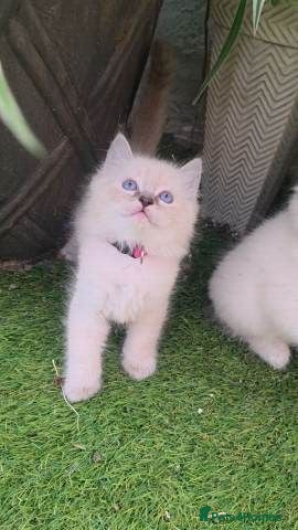 Ragdoll cats Adorable White Ragdoll Kittens - Advert 18