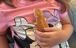 Bearded Dragon reptiles for sale: Red leatherback bearded dragon with vivarium - Image 4
