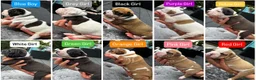 Mixed Breed dogs for sale: Old Tyme x American bulldog  - Advert 10