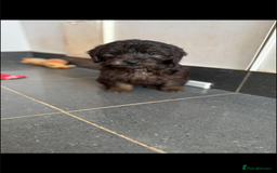 Mini Goldendoodle dogs for sale: 🐶Golden doodle puppies for sale ready to leave🐶 - Image 25