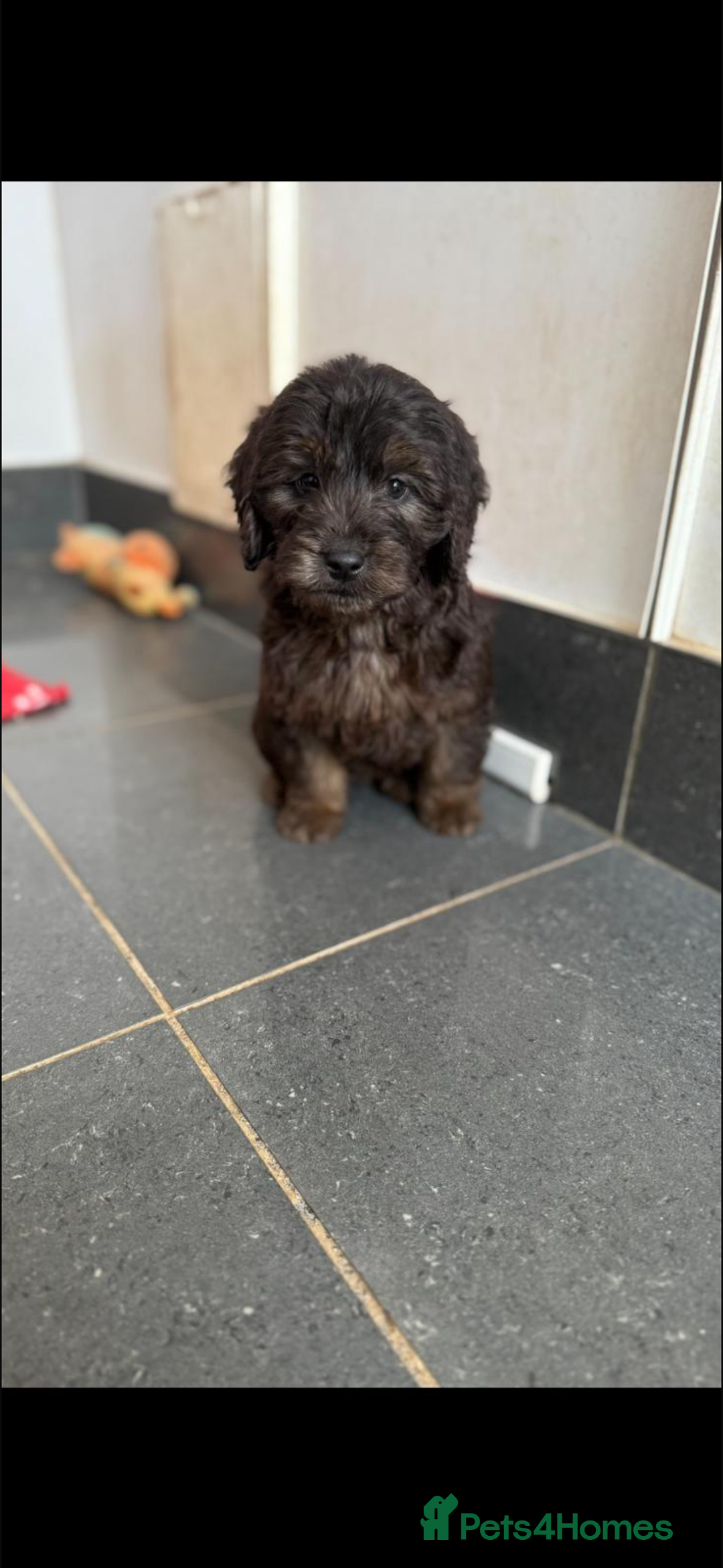 Mini Goldendoodle dogs for sale: 🐶Golden doodle puppies for sale ready to leave🐶 - Image 25