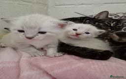 Bengal cats for sale: Bengal ragdoll kittens available halloween - Image 5