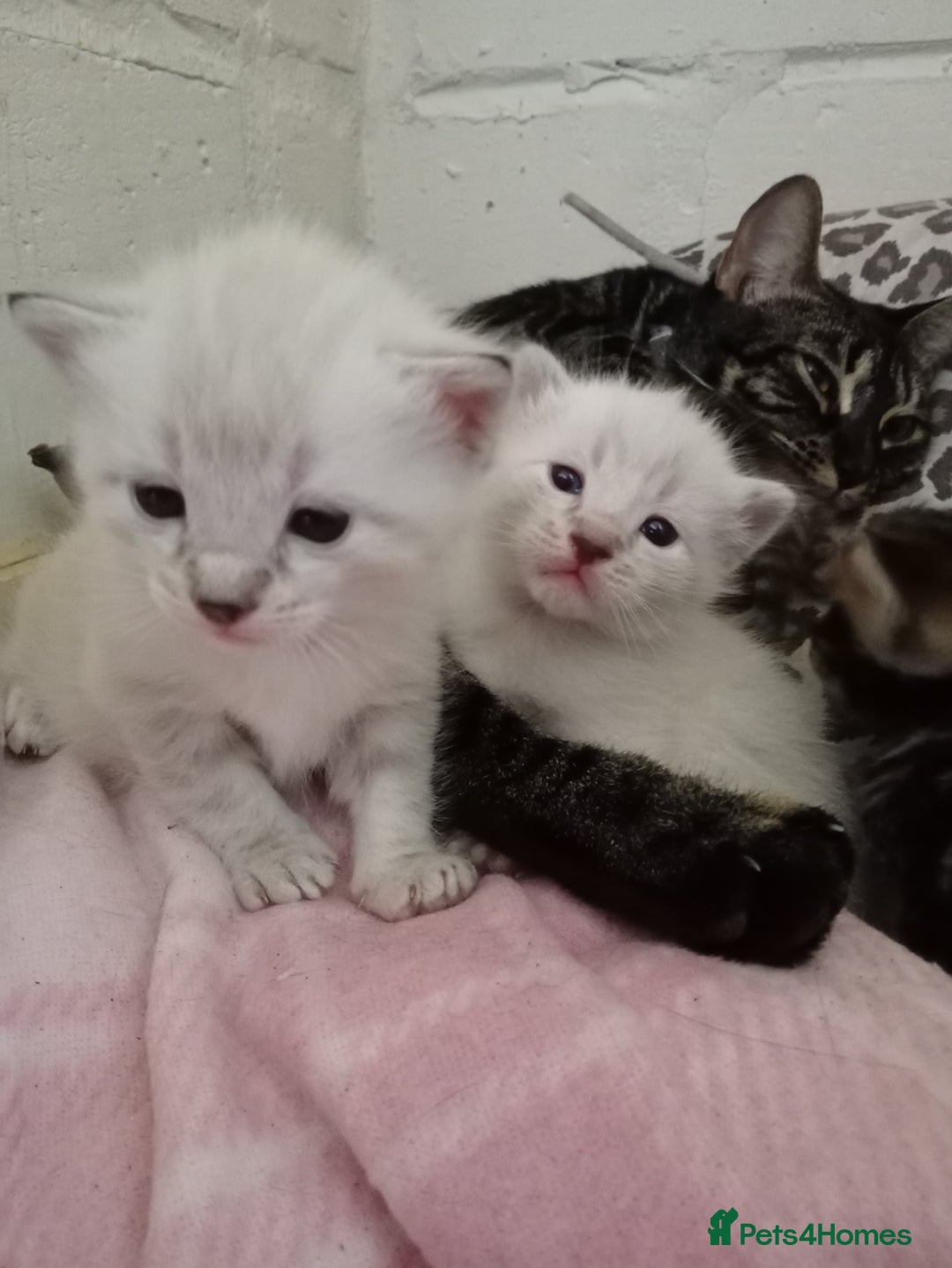 Bengal cats for sale: Bengal ragdoll kittens available halloween - Image 5