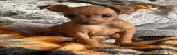 Miniature Pinscher dogs for sale: 🐾 Adorable Miniature Pinscher Puppies . - Advert 16