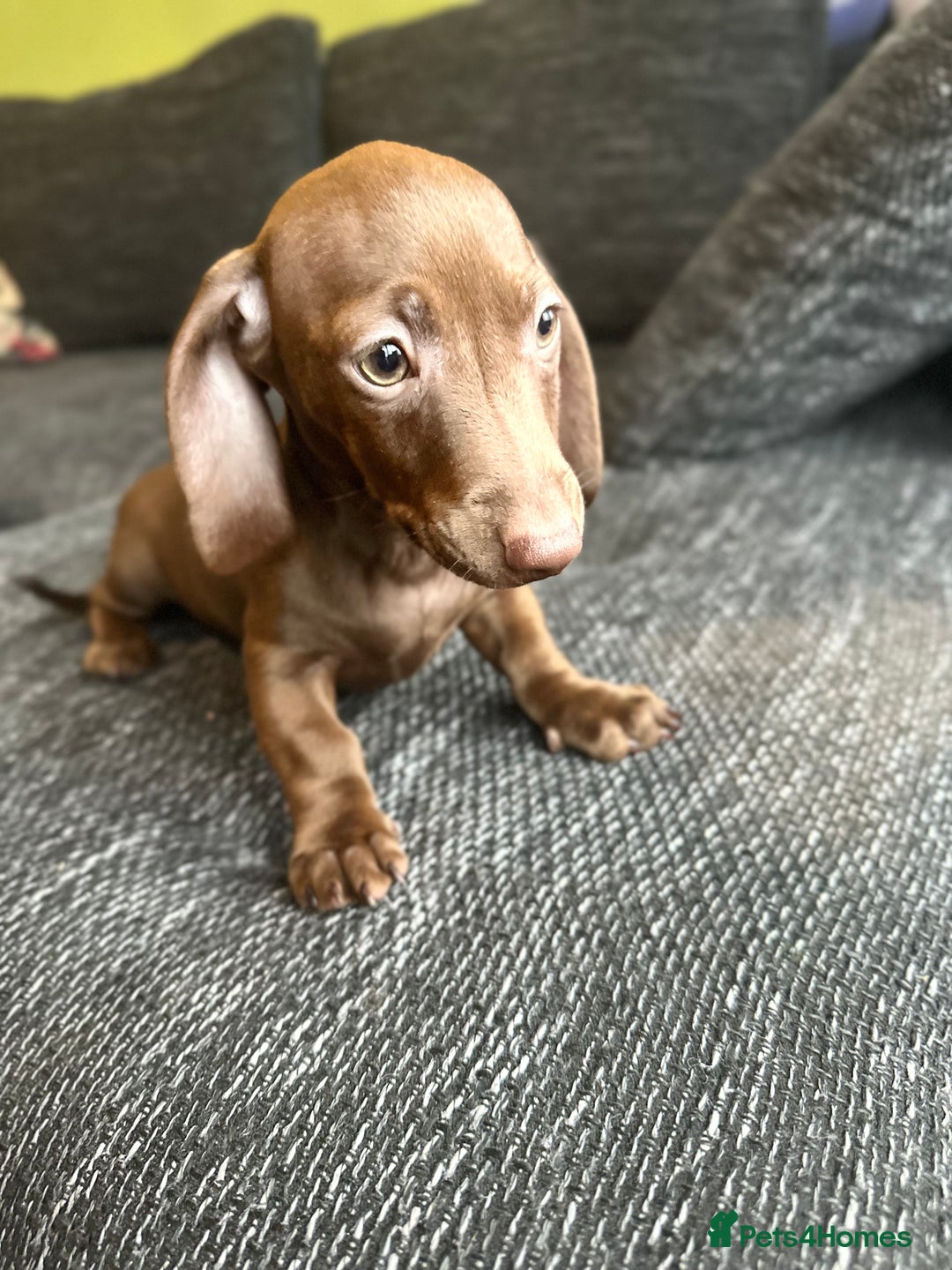 Miniature Dachshund dogs for sale: Miniature dachshunds girls  - Advert 4