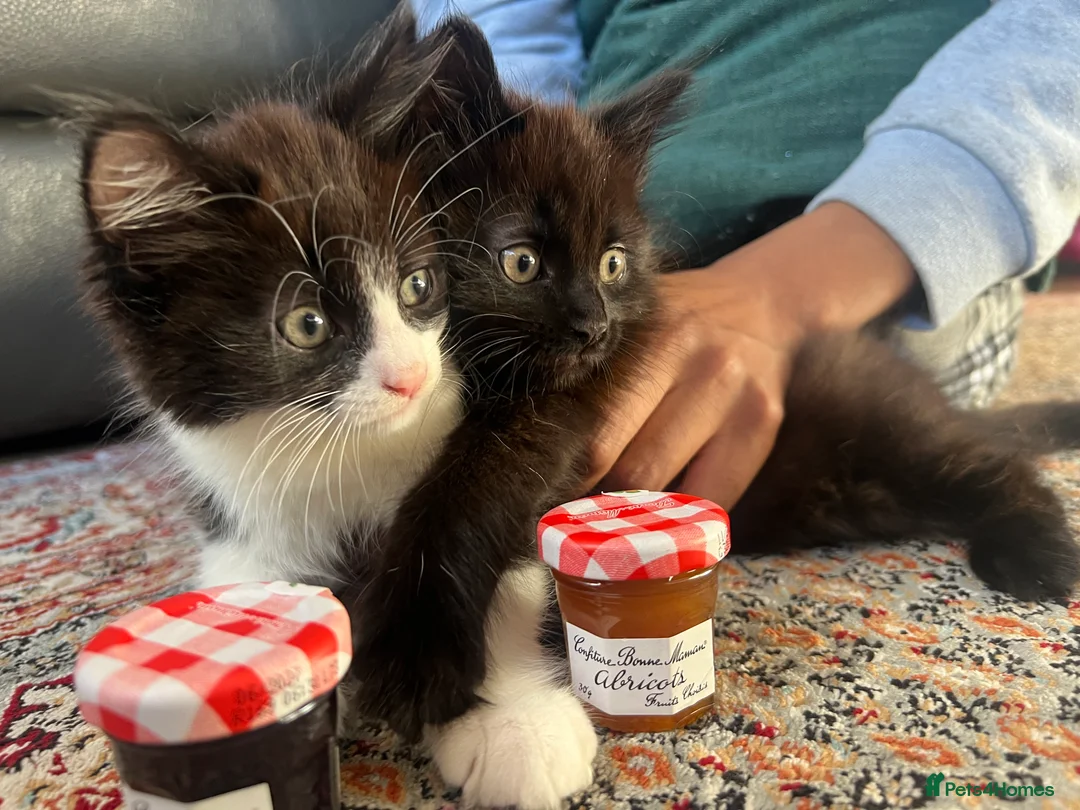 Mixed Breed cats for sale:  ** s  - Advert 1