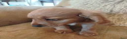 Cockapoo dogs for sale:  Cockerpoo f2 Ready to leave. - Advert 11