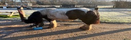 Irish Cob horses for sale: Duchess  - Advert 4