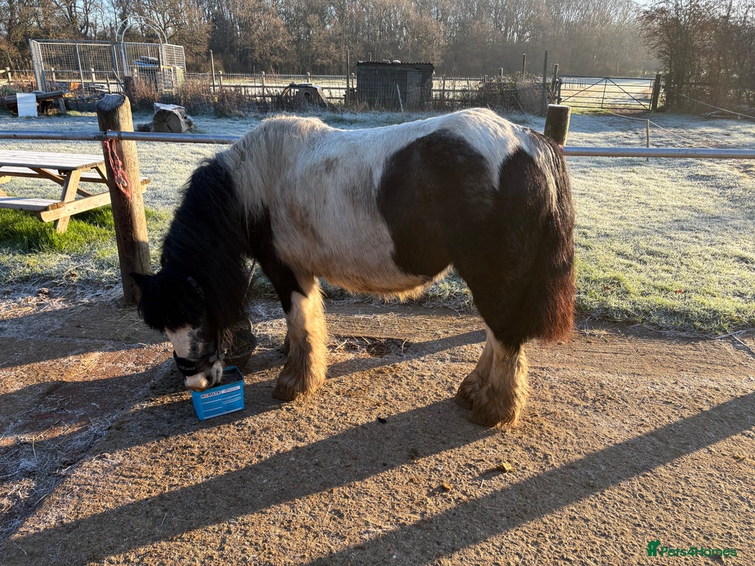 Irish Cob horses for sale: Duchess  - Advert 4