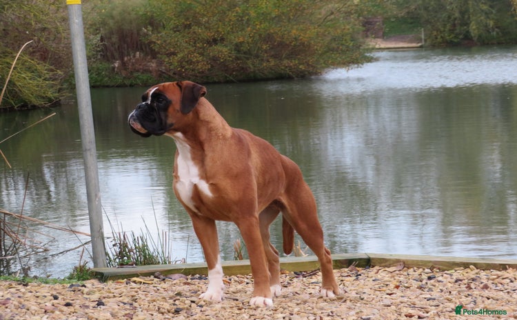 Boxer dogs - Advert 3