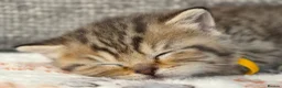 British Shorthair cats for sale: Gorgeous Golden Tabby ✨ British Shorthair Kitten ⭐ - Advert 25
