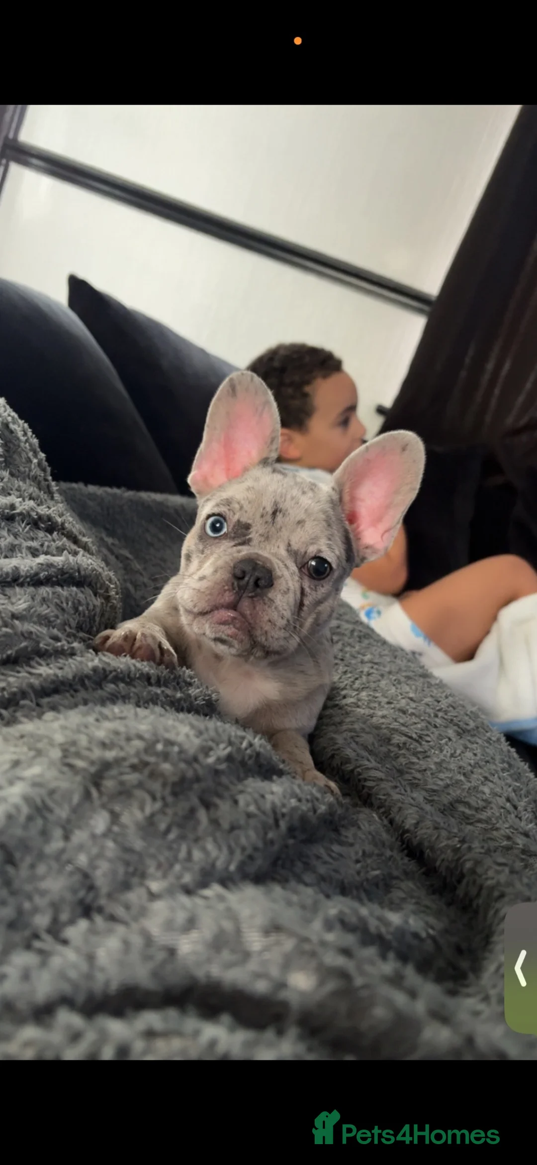 French Bulldog dogs for sale: Merle Frenchbulldog - Advert 2